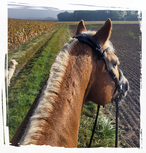 Wunderschönes Wetter beim Ausreiten mit Sesha