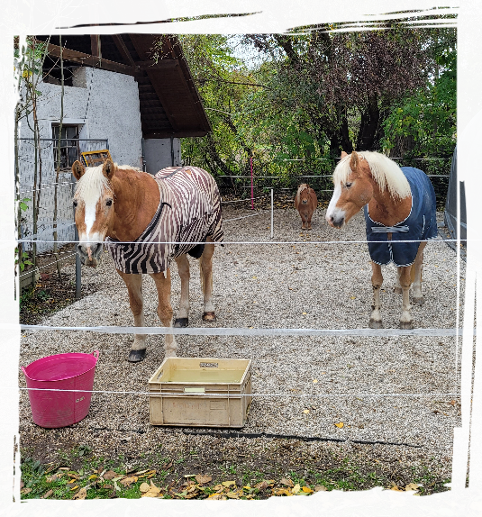 Sehsa, Belana und Lucy am befestigten Auslauf