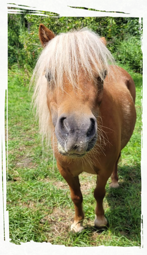 Unser Pony Lucy